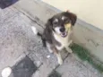 MEL