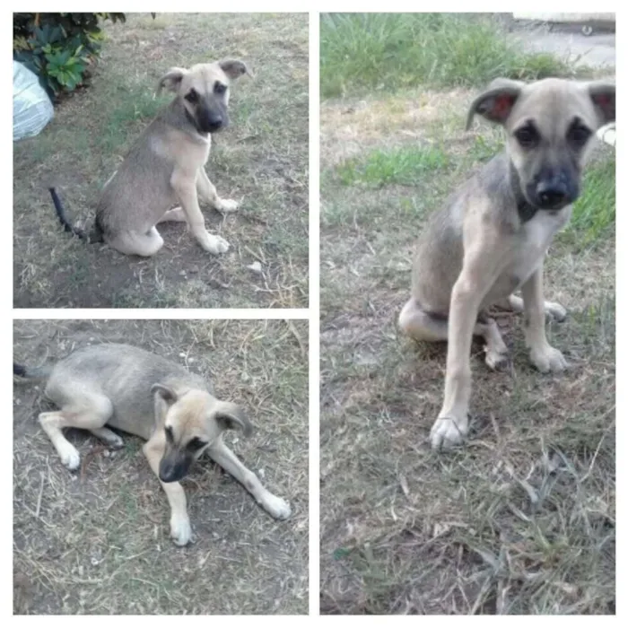 Cachorro ra a Viralata idade 2 a 6 meses nome Gray