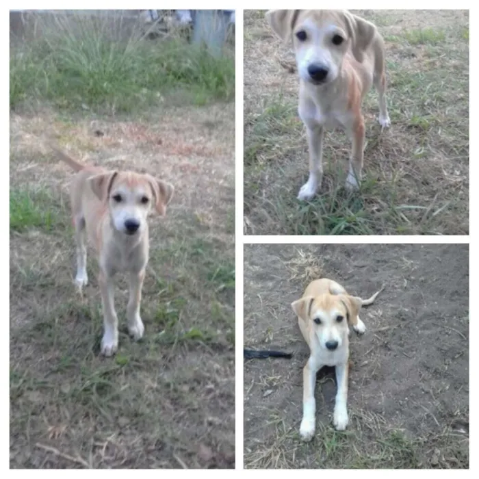 Cachorro ra a Viralata idade 2 a 6 meses nome Máscara 