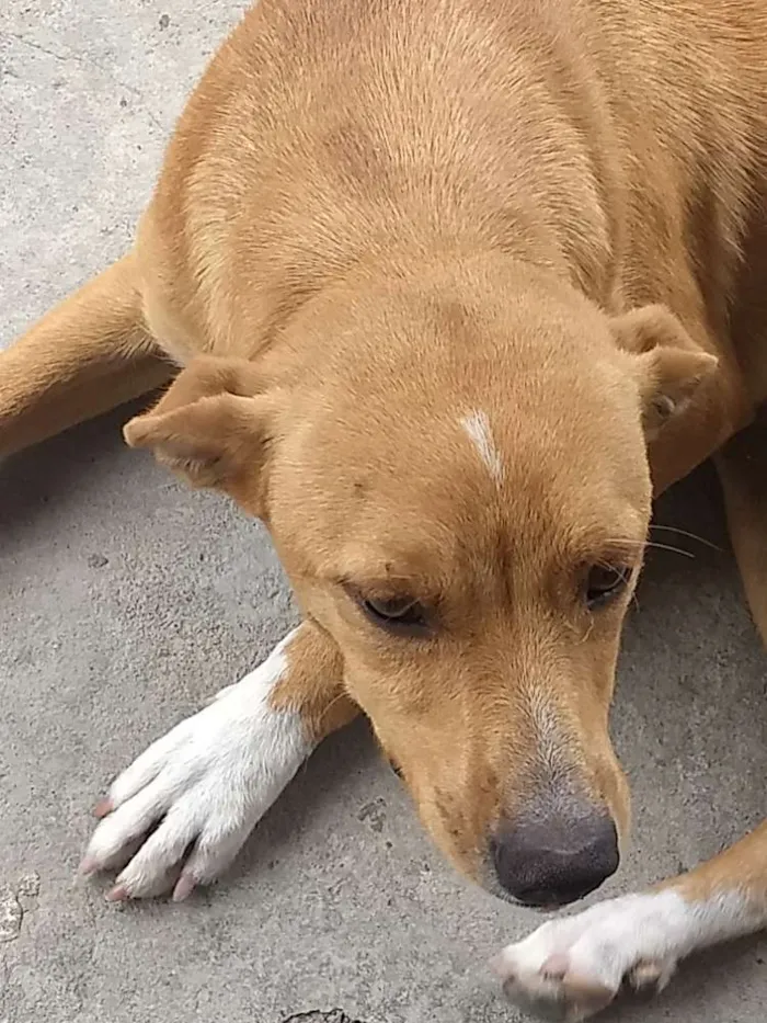 Cachorro ra a Vira lata idade 7 a 11 meses nome Mel