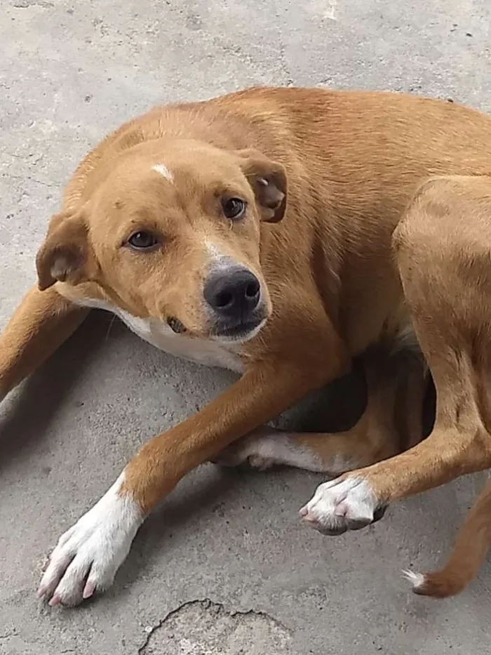 Cachorro ra a Vira lata idade 7 a 11 meses nome Mel