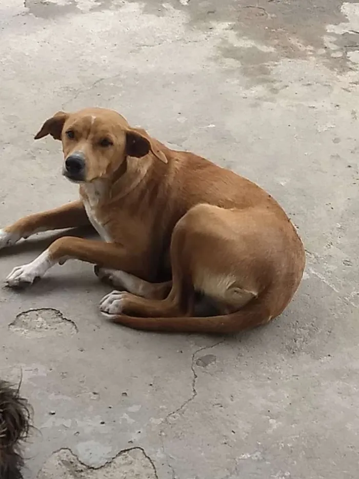 Cachorro ra a Vira lata idade 7 a 11 meses nome Mel