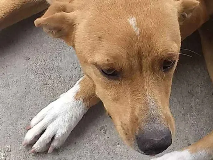 Cachorro ra a Vira lata idade 7 a 11 meses nome Mel