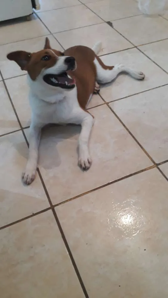 Cachorro ra a Vira lata idade 2 a 6 meses nome Belinha 