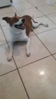 Belinha