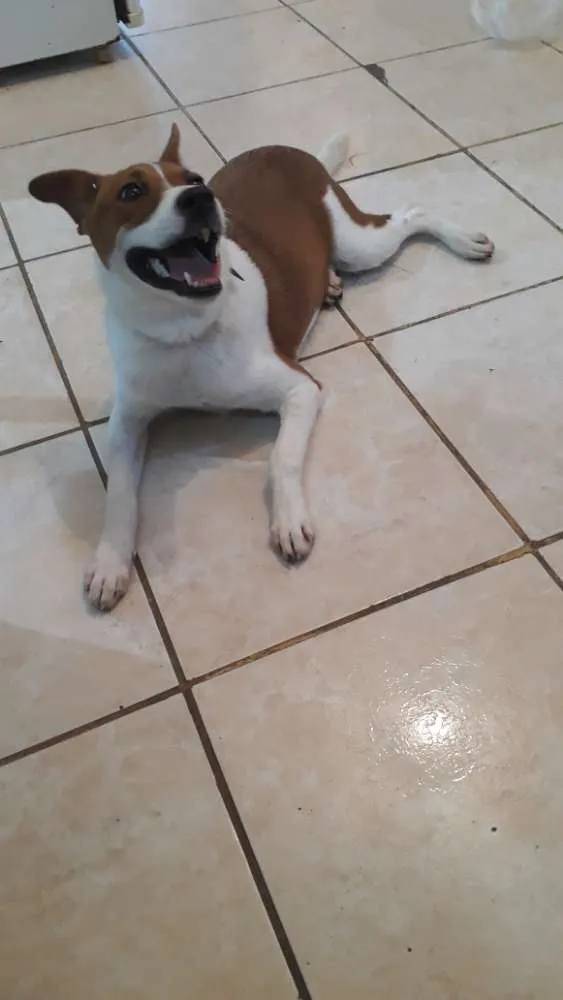 Cachorro ra a Vira lata idade 2 a 6 meses nome Belinha 