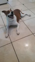 Belinha