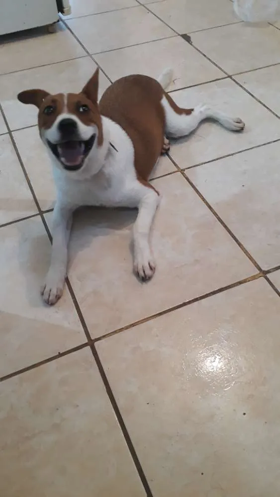 Cachorro ra a Vira lata idade 2 a 6 meses nome Belinha 