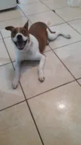 Belinha