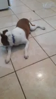 Belinha