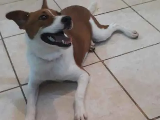 Cachorro ra a Vira lata idade 2 a 6 meses nome Belinha 