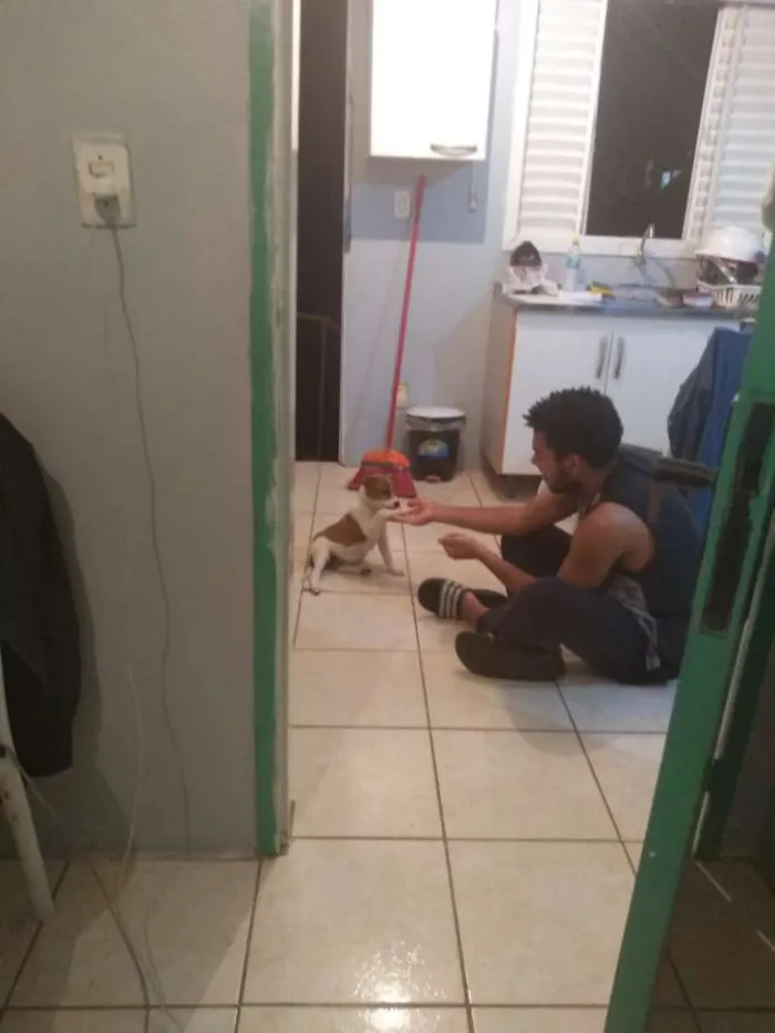 Cachorro ra a Vira lata idade 2 a 6 meses nome Belinha 