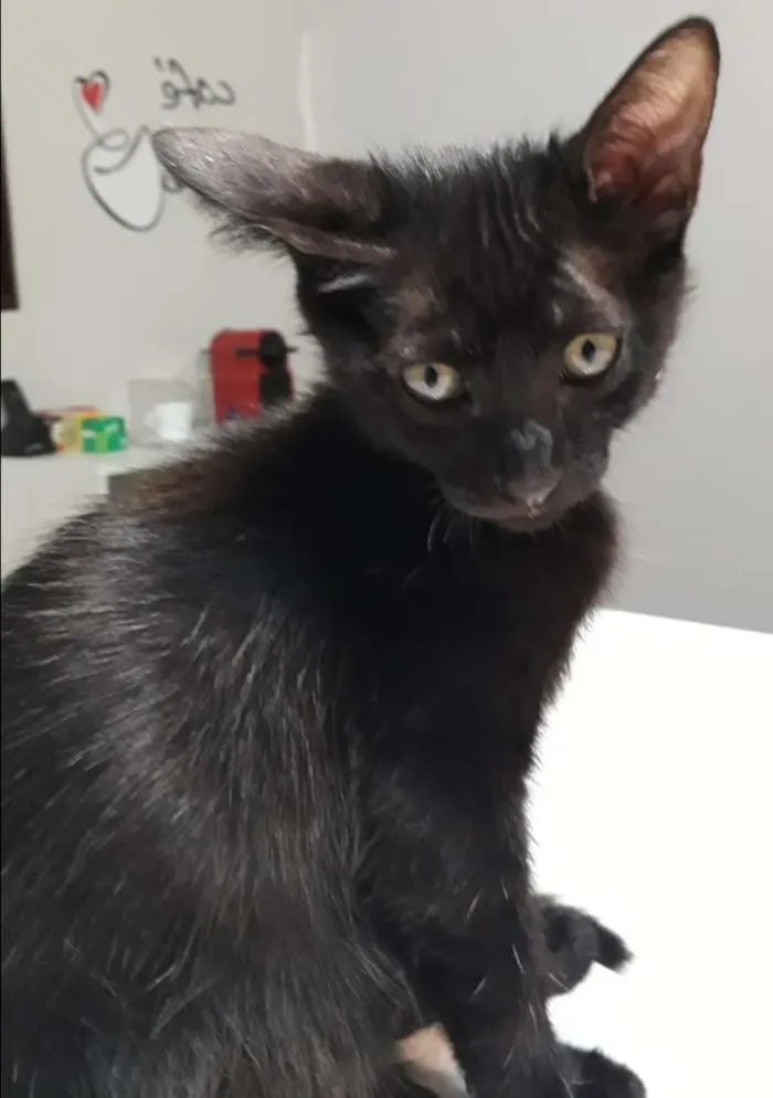 Gato ra a  idade 2 a 6 meses nome Cookie