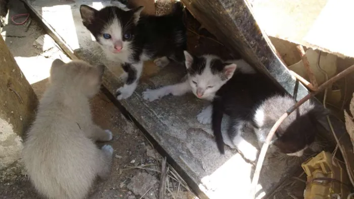 Gato ra a  idade 2 a 6 meses nome Gatas