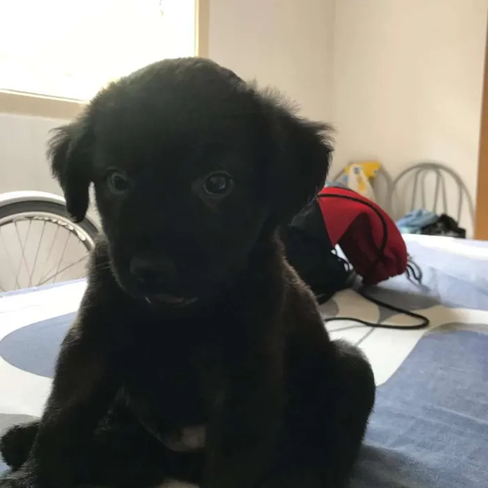 Cachorro ra a Vira-lata idade Abaixo de 2 meses nome Diguinho