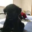 Diguinho