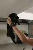 Diguinho