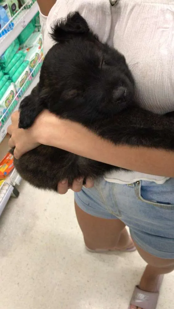 Cachorro ra a Vira-lata idade Abaixo de 2 meses nome Diguinho