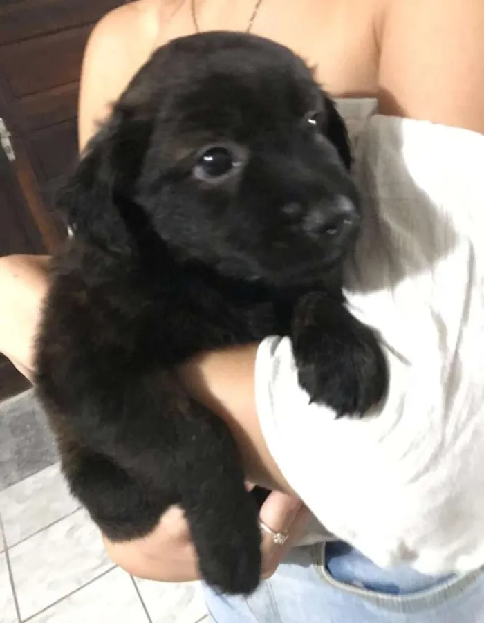 Cachorro ra a Vira-lata idade Abaixo de 2 meses nome Diguinho