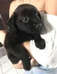 Diguinho