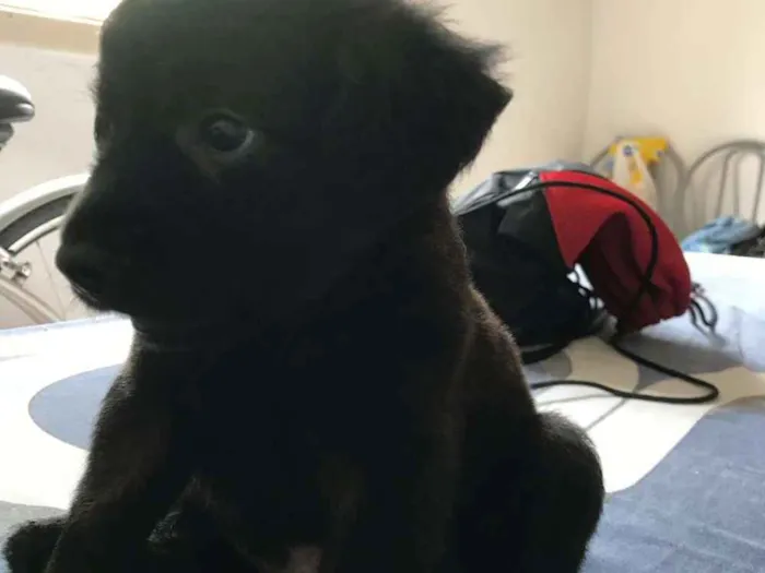 Cachorro ra a Vira-lata idade Abaixo de 2 meses nome Diguinho