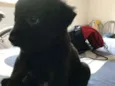 Diguinho