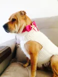 Chicama