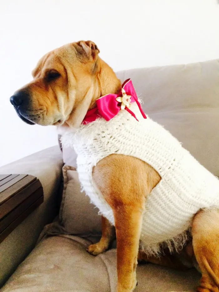 Cachorro ra a Sharpei  idade 3 anos nome Chicama