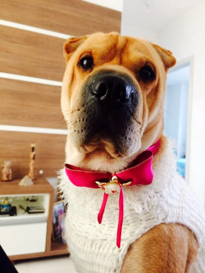 Cachorro ra a Sharpei  idade 3 anos nome Chicama
