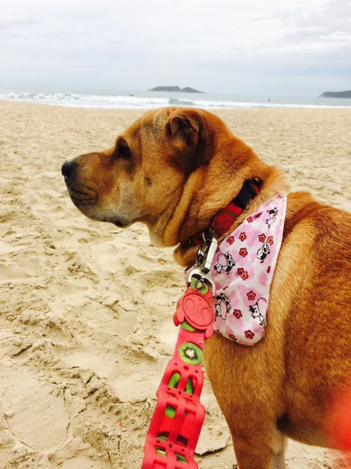 Cachorro ra a Sharpei  idade 3 anos nome Chicama