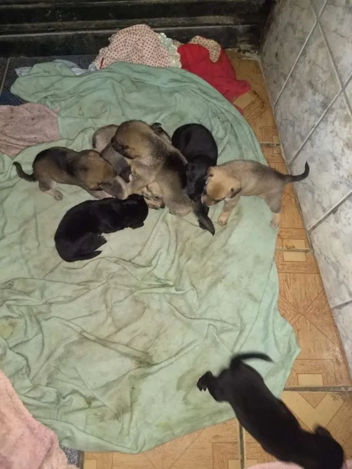 Cachorro ra a Vira lata  idade Abaixo de 2 meses nome Mel