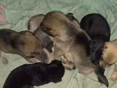 Cachorro ra a Vira lata  idade Abaixo de 2 meses nome Mel