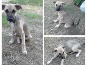 Cachorro raça Viralata idade 2 a 6 meses nome Gray