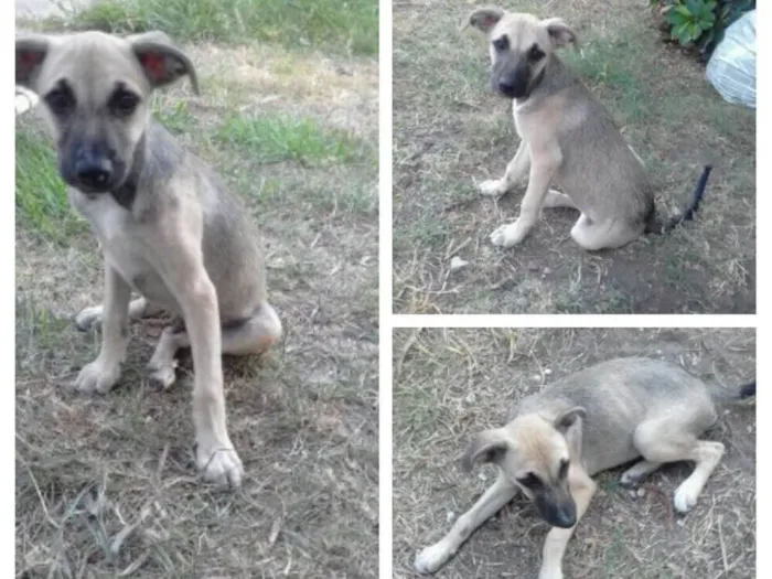 Cachorro ra a Viralata idade 2 a 6 meses nome Gray