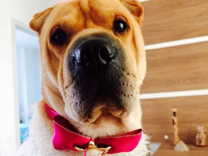 Cachorro ra a Sharpei  idade 3 anos nome Chicama