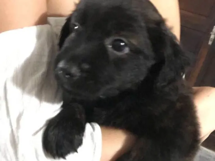 Cachorro ra a Vira-lata idade Abaixo de 2 meses nome Diguinho