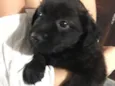 Diguinho