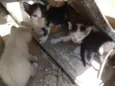 Gatas