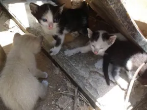 Gato raça  idade 2 a 6 meses nome Gatas
