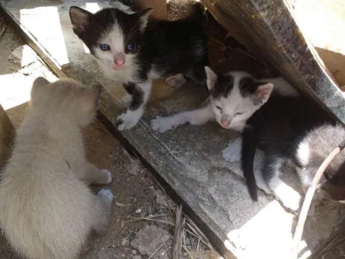Gato ra a  idade 2 a 6 meses nome Gatas
