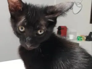 Gato raça  idade 2 a 6 meses nome Cookie