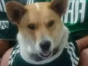 Cachorro raça Labrador com vira latas idade 4 anos nome Tita
