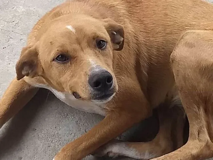 Cachorro ra a Vira lata idade 7 a 11 meses nome Mel