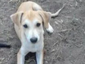 Cachorro raça Viralata idade 2 a 6 meses nome Máscara 