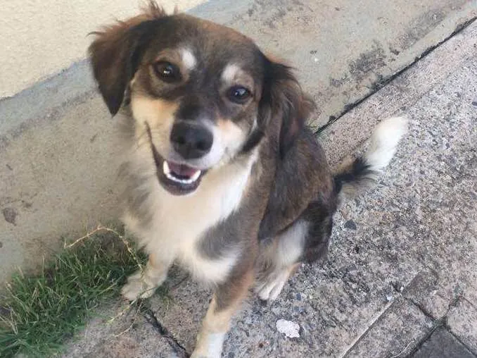 Cachorro ra a rnd idade 2 anos nome MEL