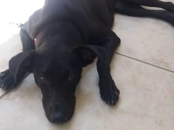 Cachorro ra a Misturada  idade 1 ano nome Latica