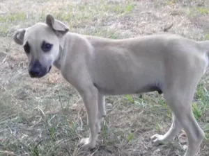 Cachorro raça Viralata idade 2 a 6 meses nome Dumbo