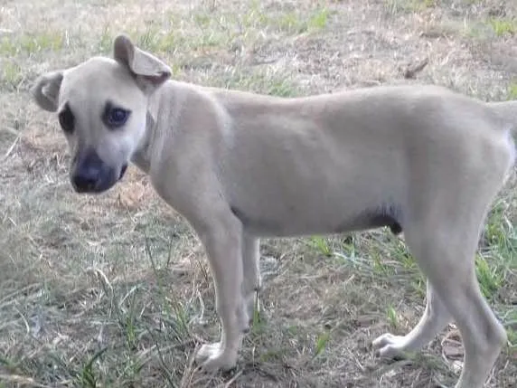 Cachorro ra a Viralata idade 2 a 6 meses nome Dumbo