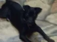 Peppa