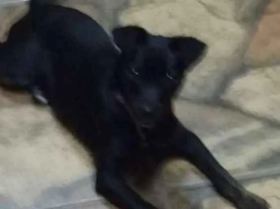 Cachorro ra a poodle com fox paulistinha idade 2 a 6 meses nome Peppa